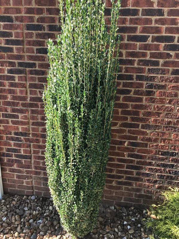 Sky Pencil Holly Live Plant – 4 inch Pot – 12-18 inch Tall Narrow Shrub - Image 2