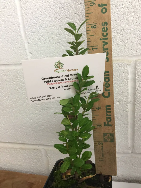 Sky Pencil Holly Live Plant – 4 inch Pot – 12-18 inch Tall Narrow Shrub - Image 3