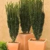 Sky Pencil Holly Live Plant – 4 inch Pot – 12-18 inch Tall Narrow Shrub - Image 1