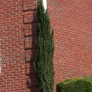 Sky Pencil Holly Live Plant – 4 inch Pot – 12-18 inch Tall Narrow Shrub - Image 4