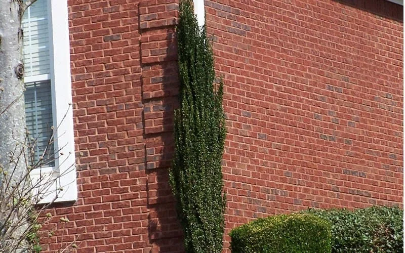 Sky Pencil Holly Live Plant – 4 inch Pot – 12-18 inch Tall Narrow Shrub - Image 4