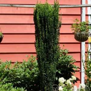 Sky Pencil Holly Live Plant – 4 inch Pot – 12-18 inch Tall Narrow Shrub - Image 5