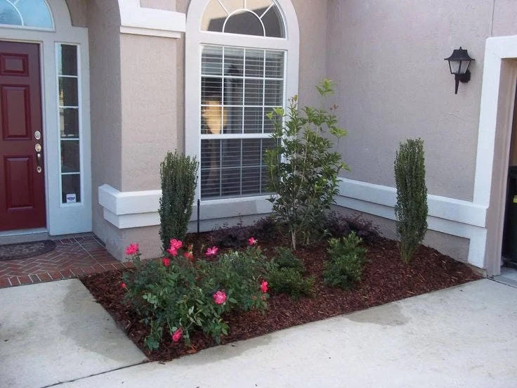 Sky Pencil Holly Live Plant – 4 inch Pot – 12-18 inch Tall Narrow Shrub - Image 6