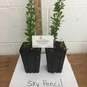 Sky Pencil Holly Live Plant – 4 inch Pot – 12-18 inch Tall Narrow Shrub - Image 7
