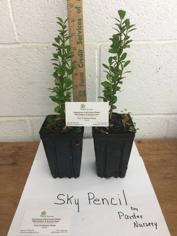 Sky Pencil Holly Live Plant – 4 inch Pot – 12-18 inch Tall Narrow Shrub - Image 7