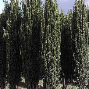 Sky Pencil Holly Live Plant – 4 inch Pot – 12-18 inch Tall Narrow Shrub - Image 8