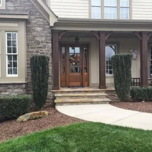 Sky Pencil Holly Live Plant – 4 inch Pot – 12-18 inch Tall Narrow Shrub - Image 9