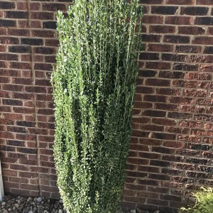 Sky Pencil Holly Live Plant – 4 inch Pot – 12-18 inches Tall – Narrow Evergreen Shrub - Image 2