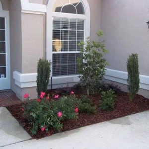 Sky Pencil Holly Live Plant – 4 inch Pot – 12-18 inches Tall – Narrow Evergreen Shrub - Image 6