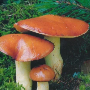 Slippery Jack Mushroom Mycelium - Sticky Bun Fungi Dry Seeds - Image 1