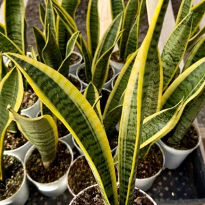 Snake Plant Laurentii Live House Plant - Sansevieria Trifasciata, 4 inch Pot, Indoor - Image 2