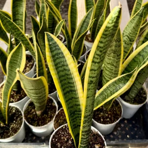 Snake Plant Laurentii Live House Plant - Sansevieria Trifasciata, 4 inch Pot, Indoor - Image 3