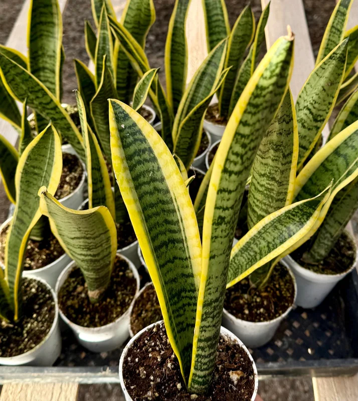 Snake Plant Laurentii Live House Plant - Sansevieria Trifasciata, 4 inch Pot, Indoor - Image 3