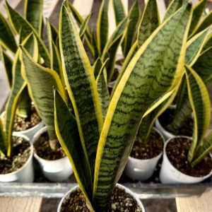 Snake Plant Laurentii Live House Plant - Sansevieria Trifasciata, 4 inch Pot, Indoor - Image 4