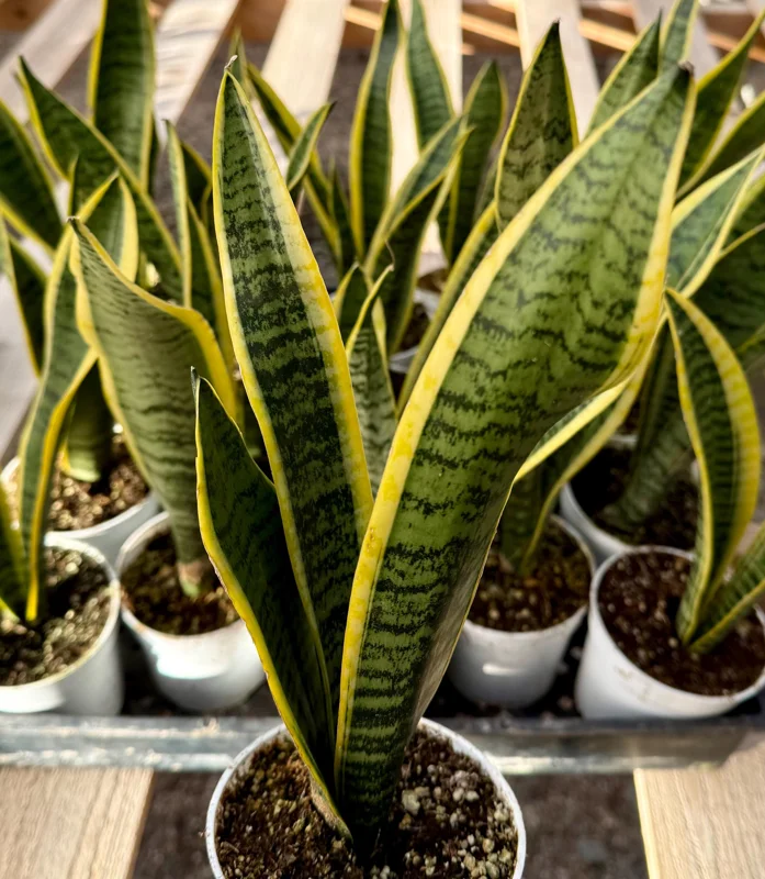 Snake Plant Laurentii Live House Plant - Sansevieria Trifasciata, 4 inch Pot, Indoor - Image 4