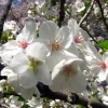 Snowgoose Flowering Cherry Tree - Live Plant, 6-14" Tall, 2.5" Pot - Image 1