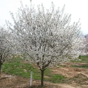 Snowgoose Flowering Cherry Tree - Live Plant, 6-14