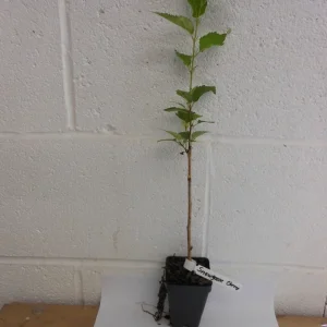 Snowgoose Flowering Cherry Tree - Live Plant, 6-14