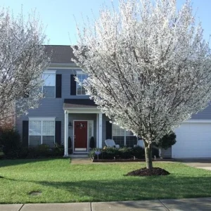 Snowgoose Flowering Cherry Tree - Live Plant, 6-14