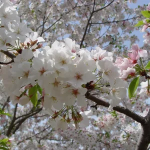 Snowgoose Flowering Cherry Tree - Live Plant, 6-14