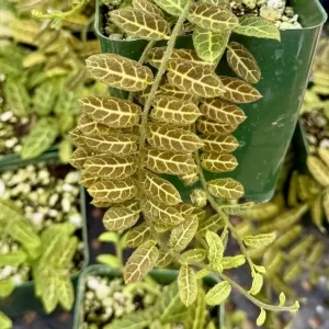 Solanum Evolvulifolium Live Plant - Rare Tropical Vine for Indoor | 4 inch Pot - Image 2