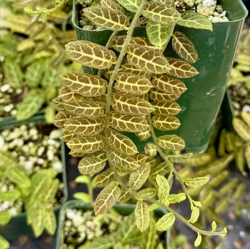 Solanum Evolvulifolium Live Plant - Rare Tropical Vine for Indoor | 4 inch Pot - Image 2