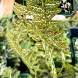 Solanum Evolvulifolium Live Plant - Rare Tropical Vine for Indoor | 4 inch Pot - Image 3