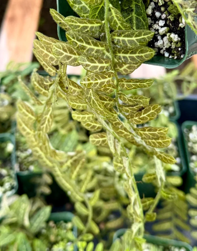 Solanum Evolvulifolium Live Plant - Rare Tropical Vine for Indoor | 4 inch Pot - Image 3