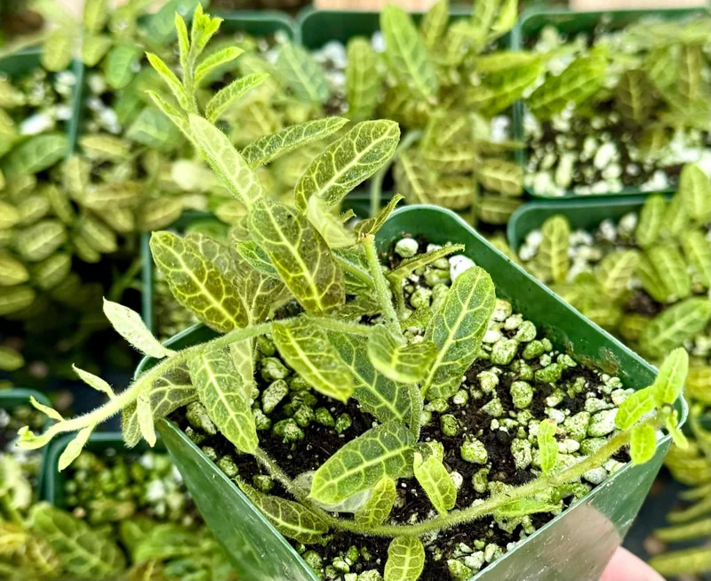 Solanum Evolvulifolium Live Plant - Rare Tropical Vine for Indoor | 4 inch Pot - Image 1