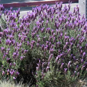 Spanish Eyes Lavender Live Plant Set of 2 - 4-6