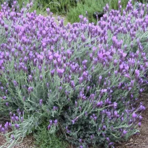 Spanish Eyes Lavender Live Plant Set of 2 - 4-6