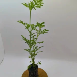 Spanish Eyes Lavender Live Plant Set of 2 - 4-6