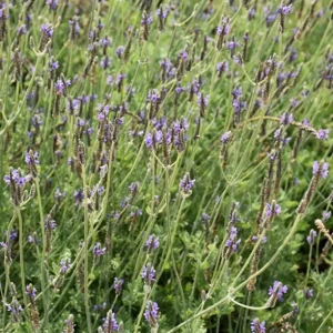 Spanish Eyes Lavender Live Plant Set of 2 - 4-6