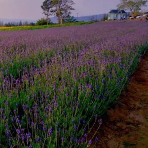 Spanish Eyes Lavender Live Plant Set of 2 - 4-6