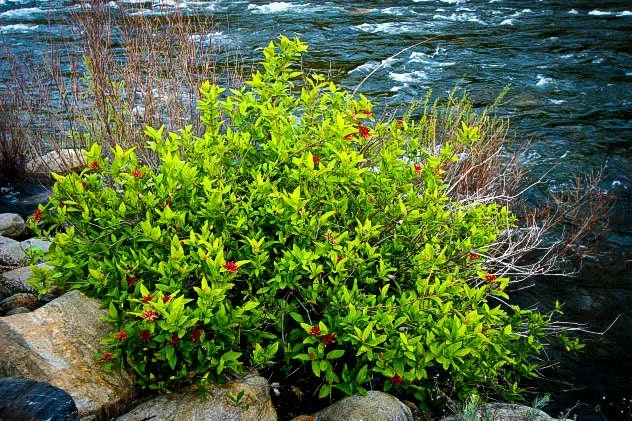 Spice Bush Live Plant (Lindera benzoin) 4-Inch Pot, 10-14 Inches Tall, Outdoor - Image 2