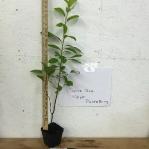Spice Bush Live Plant (Lindera benzoin) 4-Inch Pot, 10-14 Inches Tall, Outdoor - Image 4