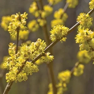 Spicebush (Lindera benzoin) Live Plant – 1 Gallon Pot – Native Shrub for Birds, Zones 4-9 - Image 4