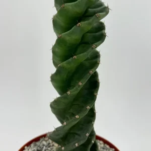 Spiral Cactus Live Plant - Cereus Forbesii Spiralis - Rare Succulent in 6 inch Pot - Image 2
