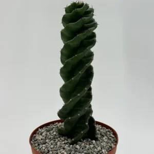 Spiral Cactus Live Plant - Cereus Forbesii Spiralis - Rare Succulent in 6 inch Pot - Image 3