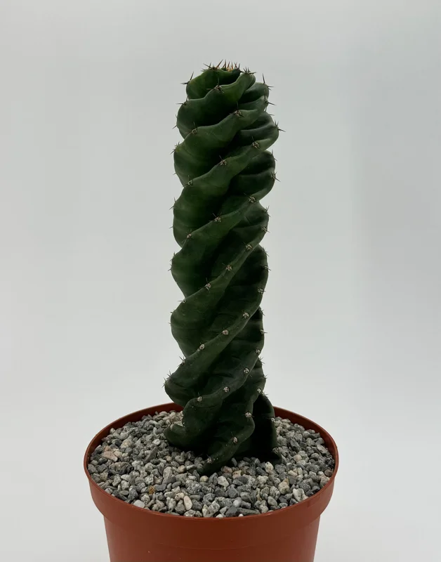 Spiral Cactus Live Plant - Cereus Forbesii Spiralis - Rare Succulent in 6 inch Pot - Image 3