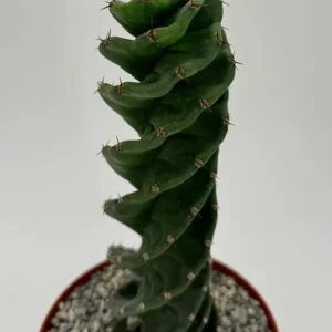 Spiral Cactus Live Plant - Cereus Forbesii Spiralis - Rare Succulent in 6 inch Pot - Image 4