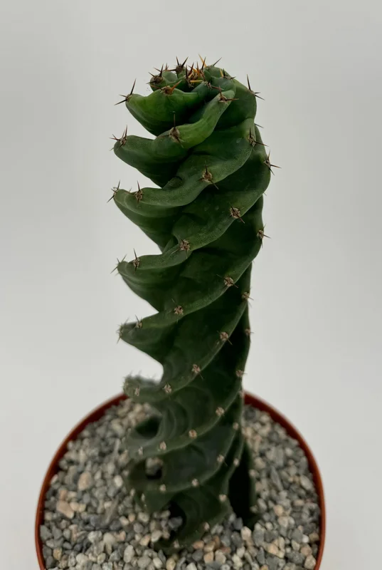 Spiral Cactus Live Plant - Cereus Forbesii Spiralis - Rare Succulent in 6 inch Pot - Image 4