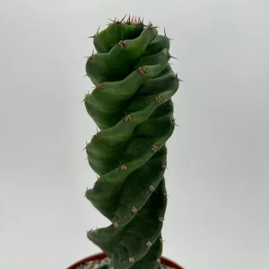 Spiral Cactus Live Plant - Cereus Forbesii Spiralis - Rare Succulent in 6 inch Pot - Image 5