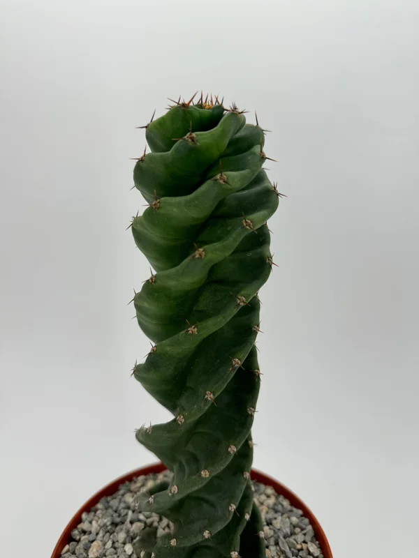 Spiral Cactus Live Plant - Cereus Forbesii Spiralis - Rare Succulent in 6 inch Pot - Image 5