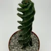 Spiral Cactus Live Plant - Cereus Forbesii Spiralis - Rare Succulent in 6 inch Pot - Image 1