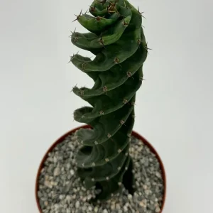 Spiral Cactus Live Plant - Cereus Forbesii Spiralis - Rare Succulent in 6 inch Pot - Image 1