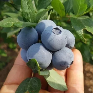 Springhigh Southern Highbush Blueberry Live Plant 4-6