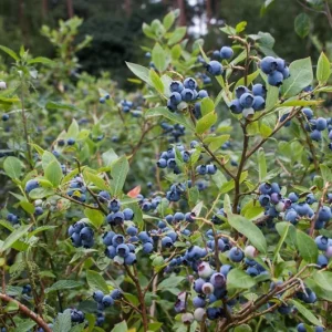 Springhigh Southern Highbush Blueberry Live Plant 4-6