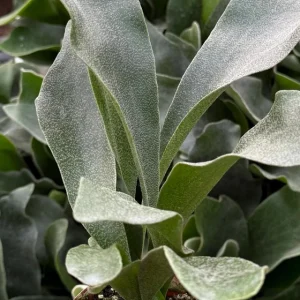 Staghorn Fern Live Plant - Platycerium Bifurcatum - Unique Hanging Houseplant - Image 2