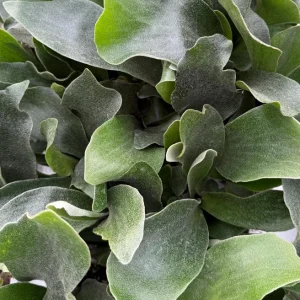 Staghorn Fern Live Plant - Platycerium Bifurcatum - Unique Hanging Houseplant - Image 3